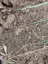 Diamond Pest Pro photo 5