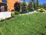 Cardenas Landscaping Service LLC photo 8