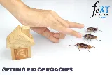 FEXT Pest Control Lachine Montreal photo 8