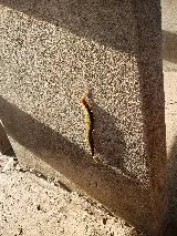Bugman Pest Control photo 7