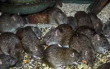 STL Pest Control photo 4