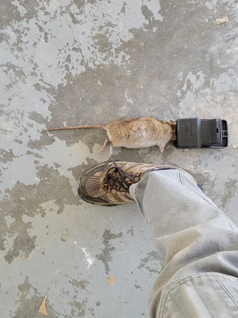 Truly Nolen Pest & Termite Control - Winston Salem photo 1