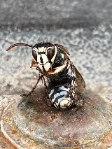 The Bug Man and Queen Bee photo 6