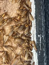Georgetown Pest Control photo 3