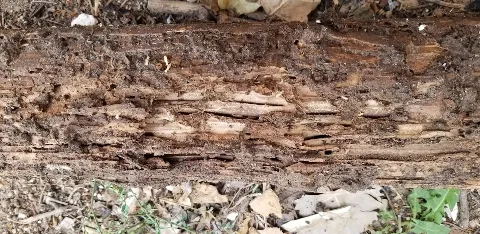 Mug-A-Bug Pest & Termite Control photo 1