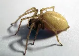 Beeline Pest Control photo 4