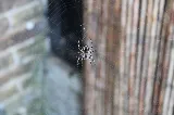 Inclusive Pest Control photo 6