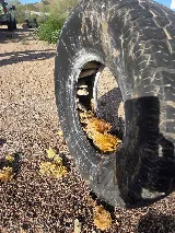 T2 Pest Services photo 8