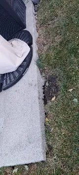 Insight Pest Solutions photo 6