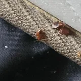 A-1 Bed Bug Heat Remediation photo 3