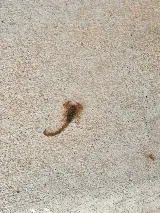 EnviroGuard Pest Control photo 6