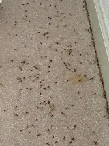 EcoFusion Pest Control photo 5