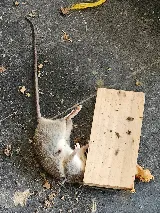 Smith's Pest Control photo 4