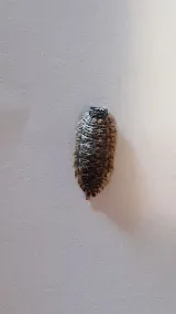 Central Pest Control Ltd.