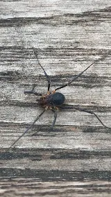 Oceanfront Pest Control photo 2