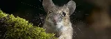 Pratt Pest Control photo 2