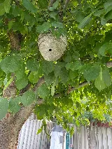Precision Pest Control photo 6