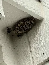 Bulwark Exterminating photo 2