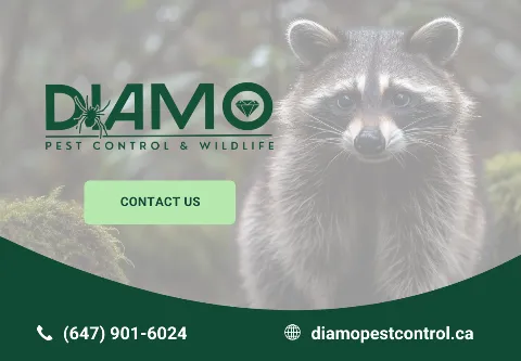 Diamo Pest & Wildlife Control in Richmond Hill