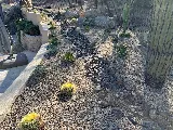 The Desert Root photo 4