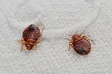 A1-Termite & Pest Control