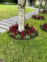 Blossom Landscaping photo 5