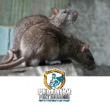 Proactive Pest Services