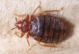 Total Pest Control Fresno