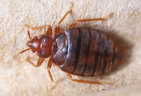 Total Pest Control Fresno photo 1