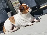 Pointe Pest Control - Yakima photo 8