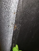Just Bedbugs Pest Control Inc. photo 7