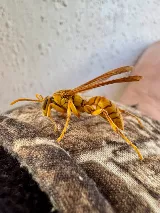 Major Pest Control Red Deer Inc photo 4