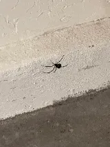Preventive Pest Control Las Vegas photo 6