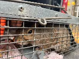 RainCity Pest Control photo 8