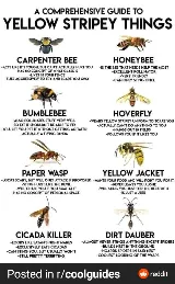 White Out Termite and Pest Control photo 8