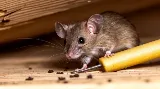 Nexus Pest Solutions photo 6