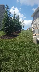 Grizzly Bear Lawn Care photo 5