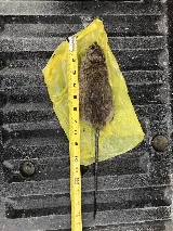 Ikill Pest Control Inc photo 2