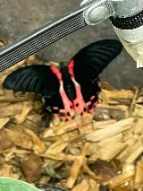 South Plains Pest Control photo 7