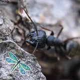 All Pest of Syracuse photo 4
