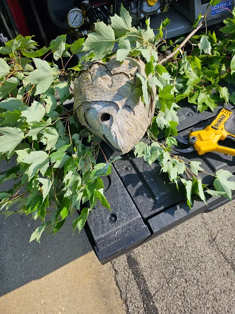 G & G Termite & Pest Control in Carmel