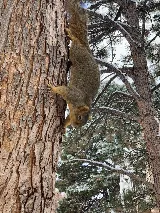 Whitmore Pest & Wildlife Control of Denver photo 5