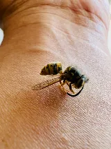 Major Pest Control Edmonton Inc photo 7