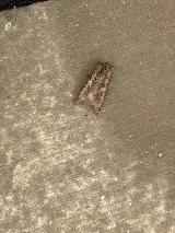 Bulwark Exterminating photo 8