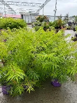S & S Landscaping photo 4