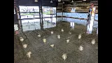 All Around Surfaces