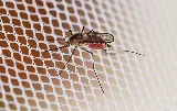 Augustine Exterminators, Inc. photo 6