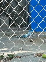 Nuclear Pest Control photo 3