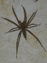Home-Tite Pest Control & Proofing photo 6