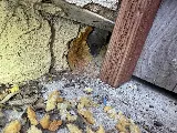 Suncoast Pest Management photo 2